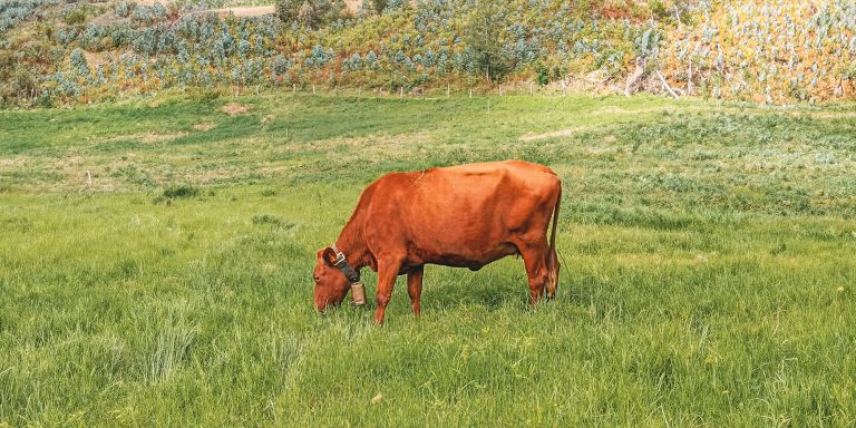Una raza autóctona productora de leche